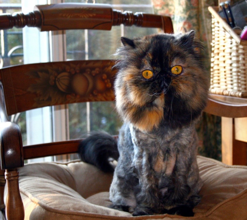 20-cutest-dogs-and-cats-with-eyebrows-beards-or-mustaches-14