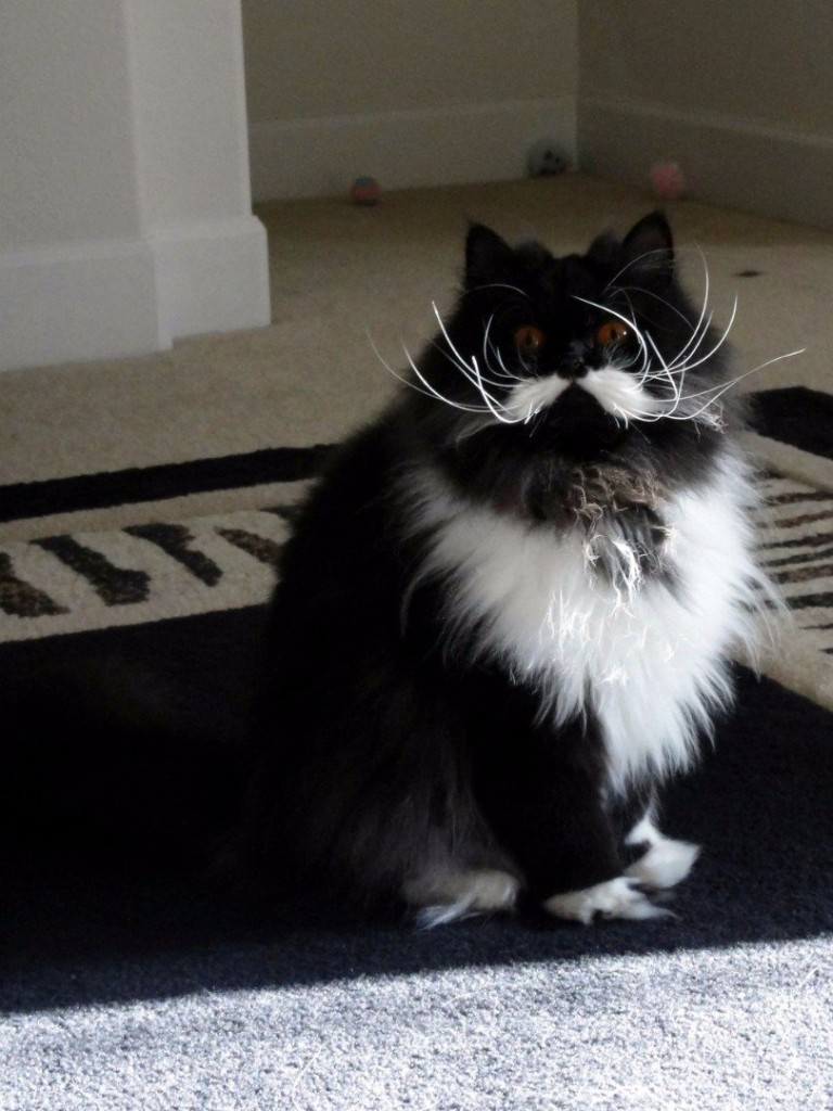 20-cutest-dogs-and-cats-with-eyebrows-beards-or-mustaches-15