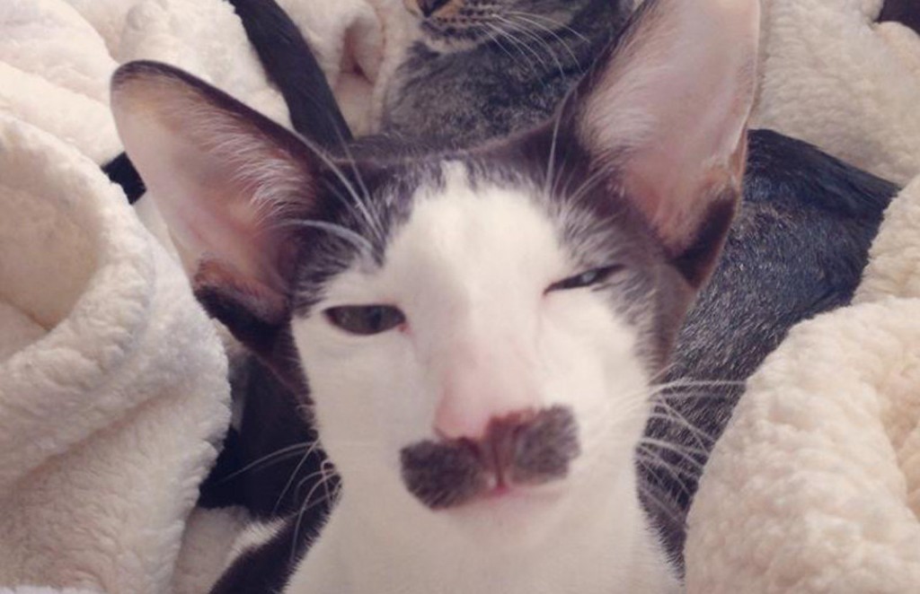 20-cutest-dogs-and-cats-with-eyebrows-beards-or-mustaches-16