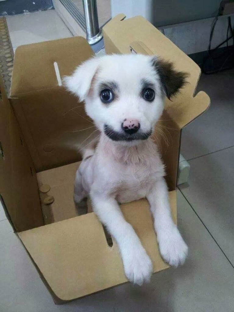 20-cutest-dogs-and-cats-with-eyebrows-beards-or-mustaches-5