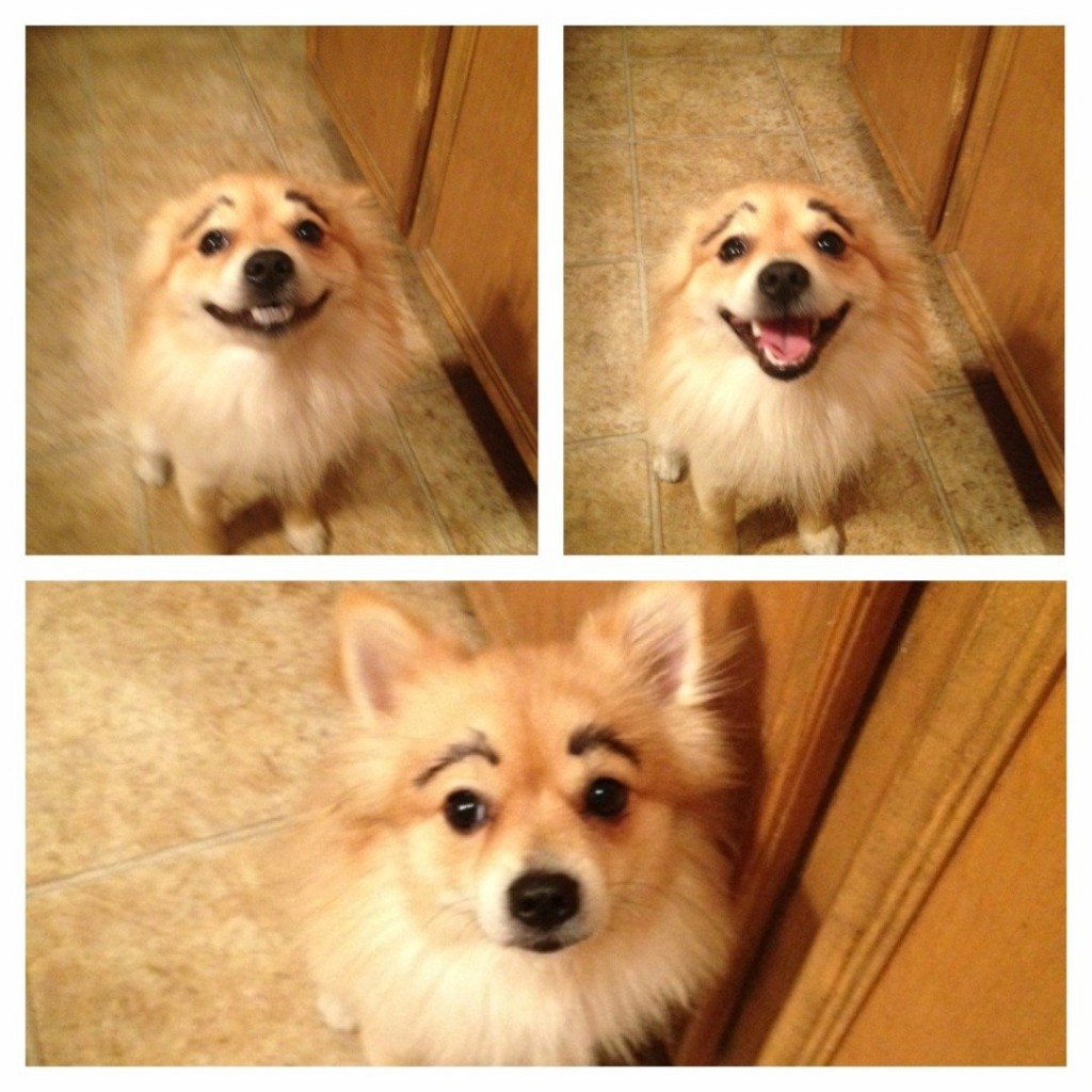 20-cutest-dogs-and-cats-with-eyebrows-beards-or-mustaches-7
