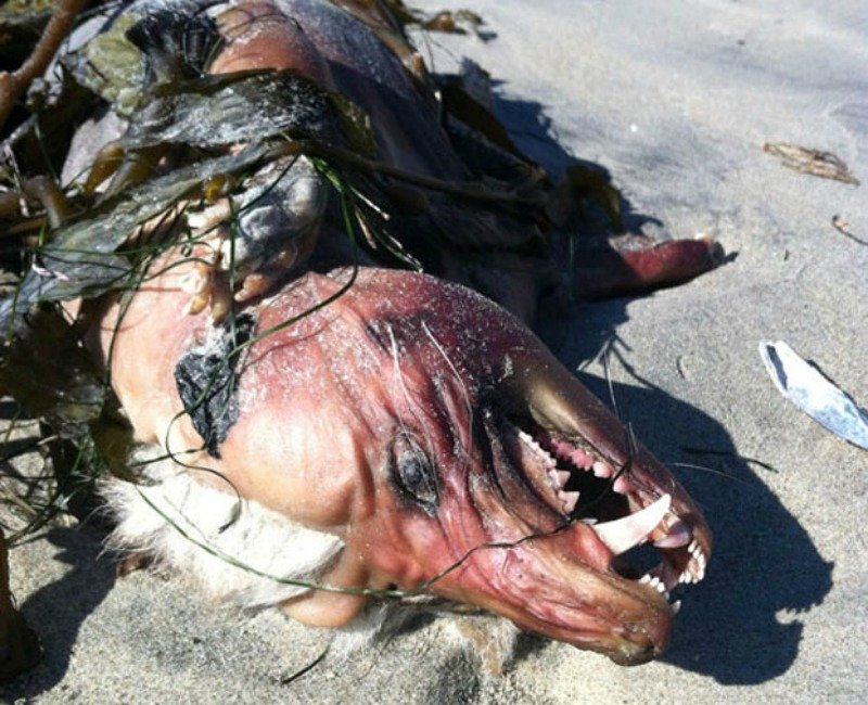 20-strangest-things-to-wash-ashore-on-beaches-14