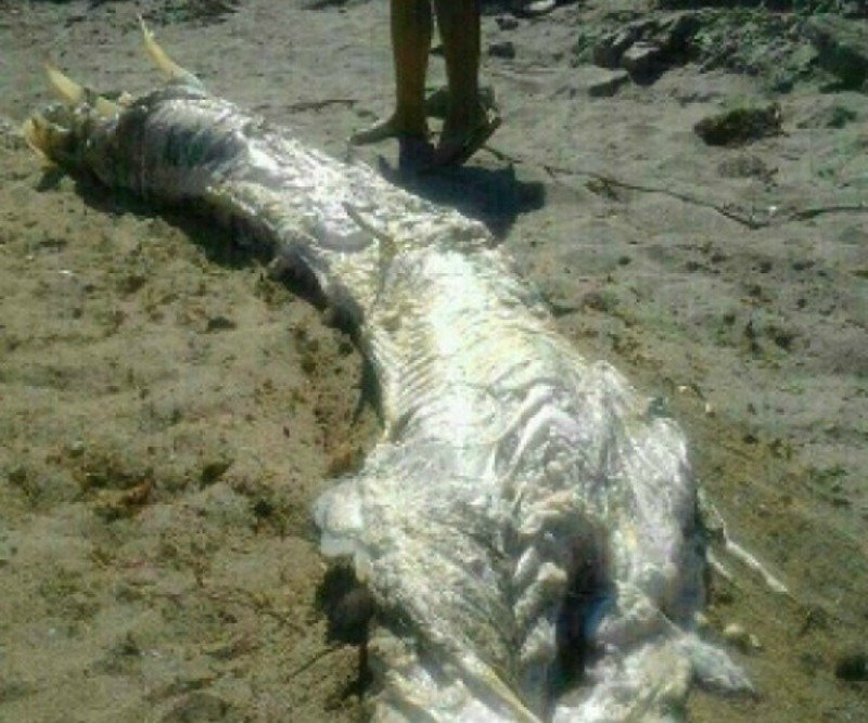 20-strangest-things-to-wash-ashore-on-beaches-15