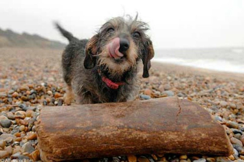 20-strangest-things-to-wash-ashore-on-beaches-17