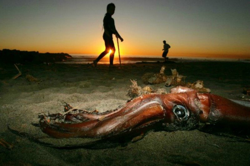 20-strangest-things-to-wash-ashore-on-beaches-19