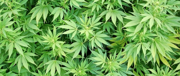 marijuana-1621810