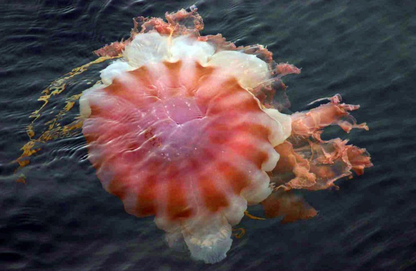 10-of-the-most-terrifying-and-bizarre-deep-sea-creatures-1