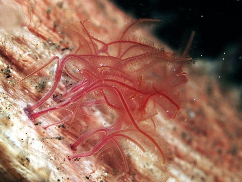10-of-the-most-terrifying-and-bizarre-deep-sea-creatures-10