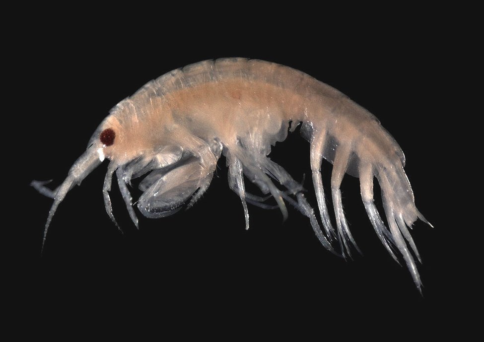 10-of-the-most-terrifying-and-bizarre-deep-sea-creatures-3