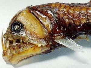 10-of-the-most-terrifying-and-bizarre-deep-sea-creatures-5
