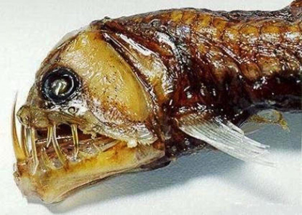 10-of-the-most-terrifying-and-bizarre-deep-sea-creatures-5