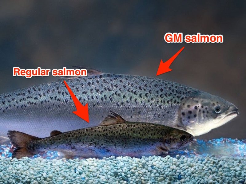 aquavantage-salmon