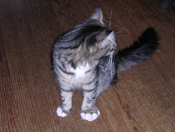 cat-bee-stings-100__605