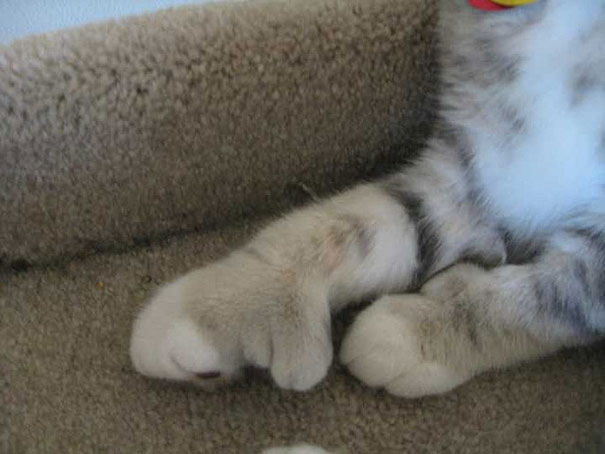 cat-bee-stings-101__605
