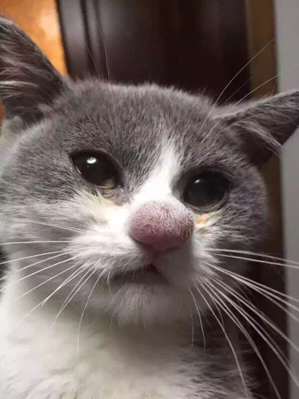 cat-bee-stings-104__605