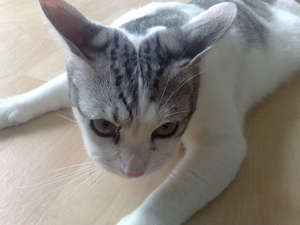 cat-bee-stings-1051__605