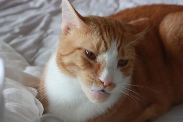 cat-bee-stings-1111__605