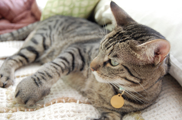 cat-bee-stings-121__605