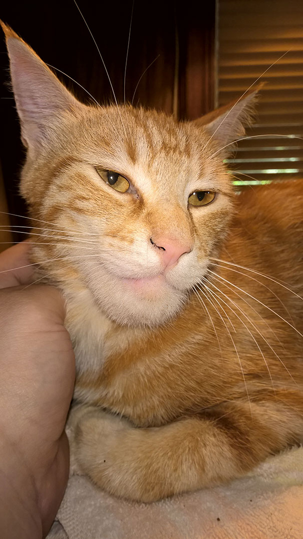 cat-bee-stings-15__605
