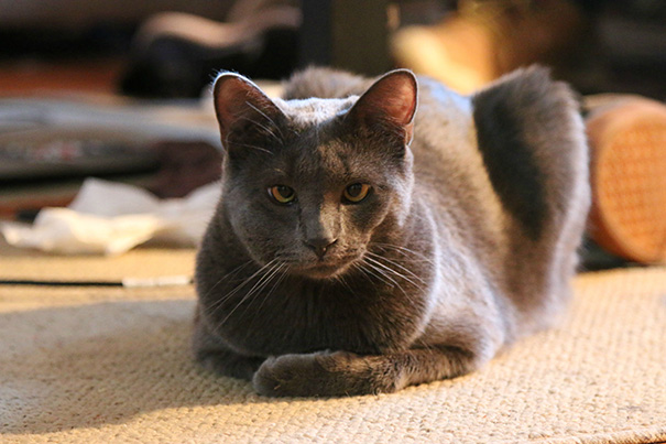 cat-bee-stings-9__605