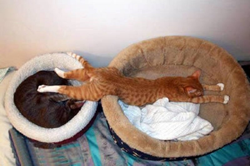 10-adorable-pictures-of-animals-passed-out-1