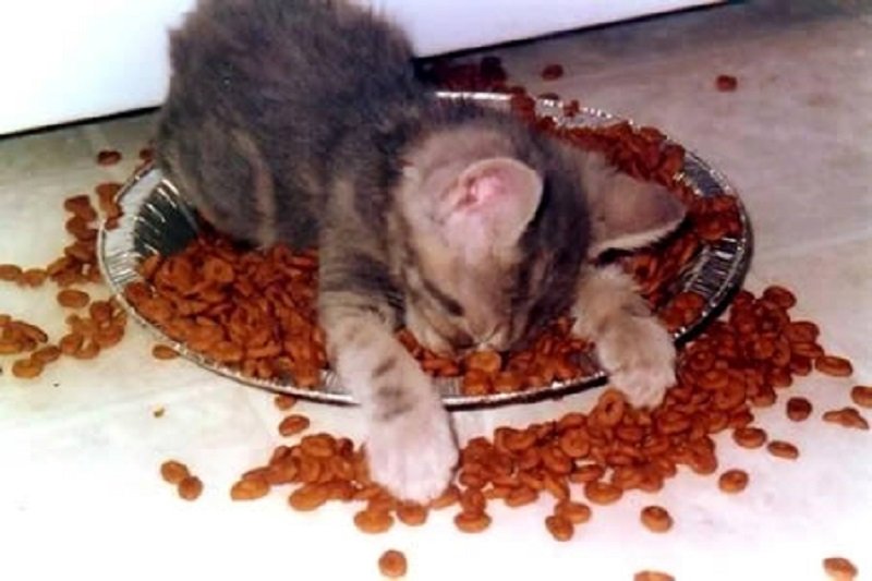 10-adorable-pictures-of-animals-passed-out-10