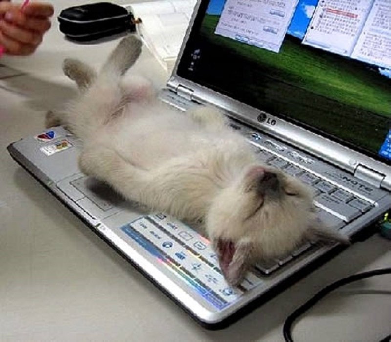 10-adorable-pictures-of-animals-passed-out-2