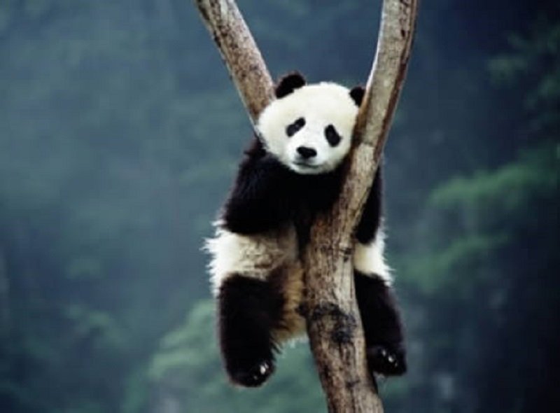10-adorable-pictures-of-animals-passed-out-3