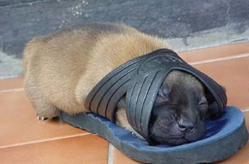 10-adorable-pictures-of-animals-passed-out-4