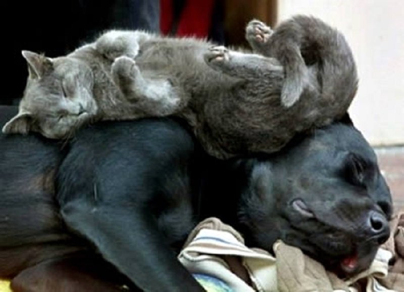 10-adorable-pictures-of-animals-passed-out-5
