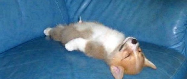 10-adorable-pictures-of-animals-passed-out-6