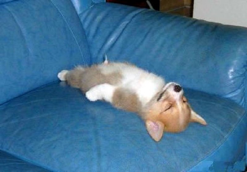 10-adorable-pictures-of-animals-passed-out-6