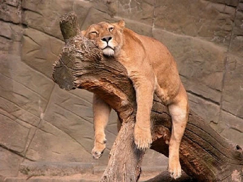 10-adorable-pictures-of-animals-passed-out-7
