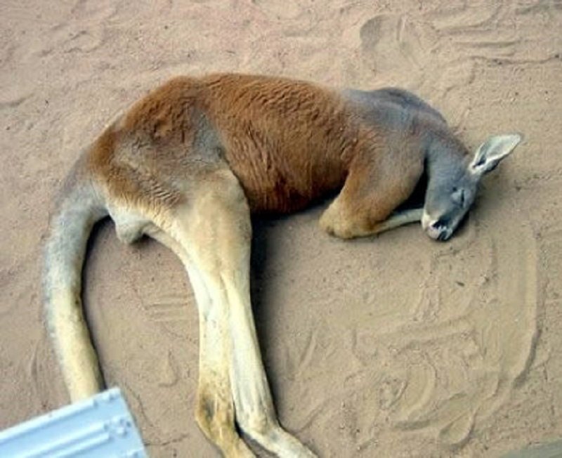 10-adorable-pictures-of-animals-passed-out-9