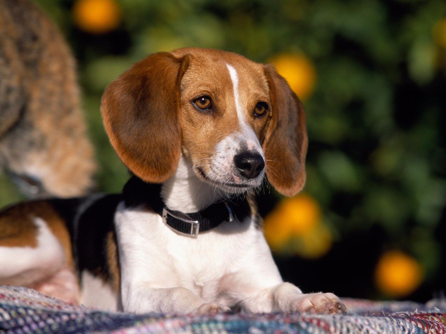 10-of-the-smartest-dog-breeds-in-the-world-1
