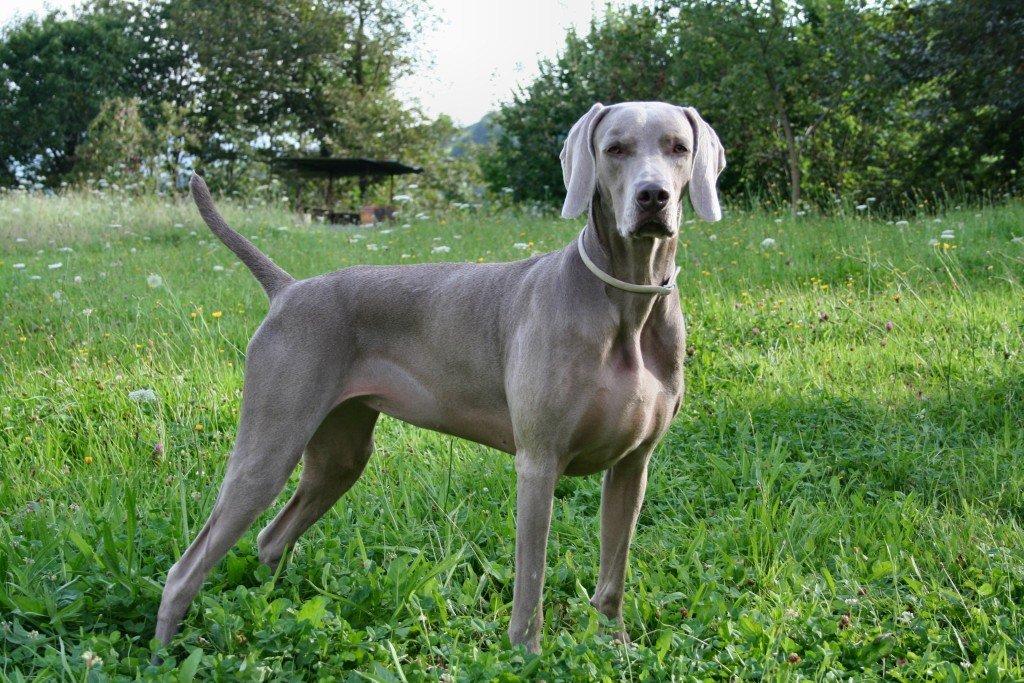 10-of-the-smartest-dog-breeds-in-the-world-10