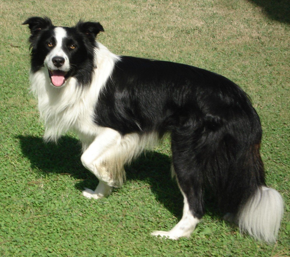 10-of-the-smartest-dog-breeds-in-the-world-2