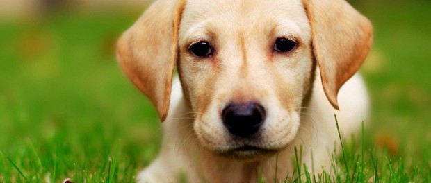 10-of-the-smartest-dog-breeds-in-the-world-3
