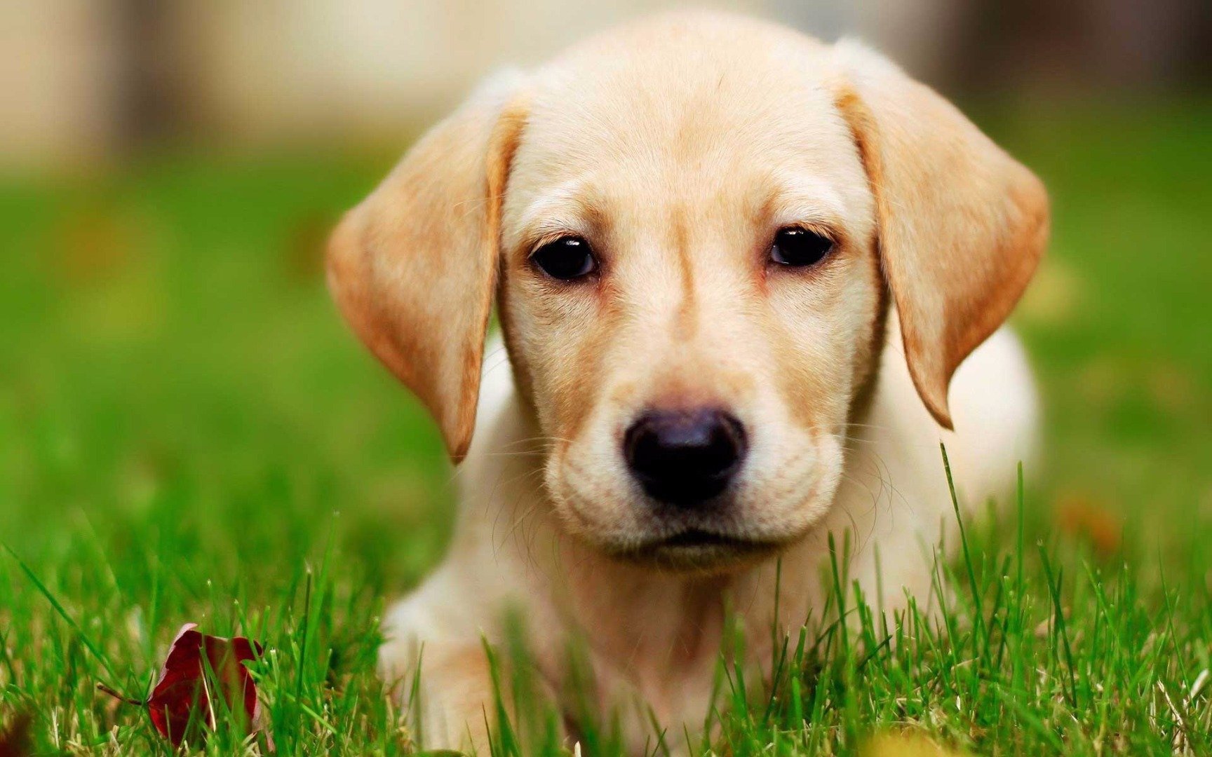 10-of-the-smartest-dog-breeds-in-the-world-3
