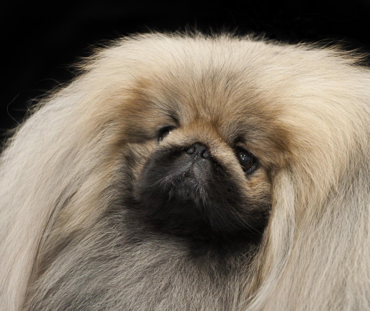 10-of-the-smartest-dog-breeds-in-the-world-4