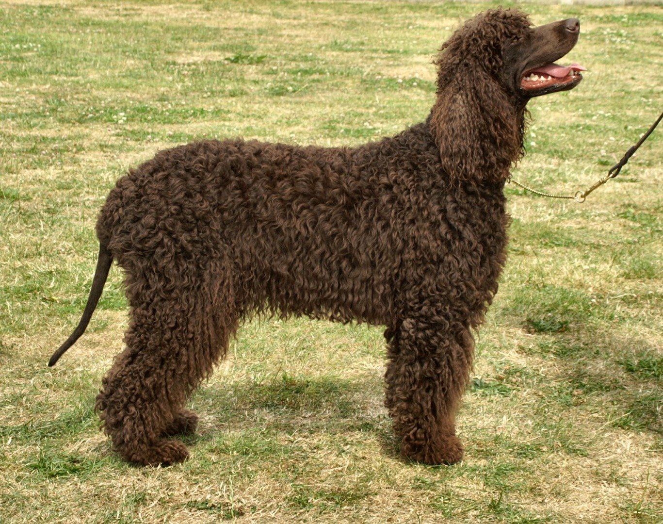 10-of-the-smartest-dog-breeds-in-the-world-5