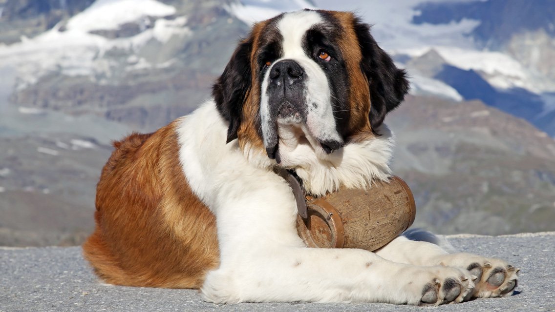 10-of-the-smartest-dog-breeds-in-the-world-6