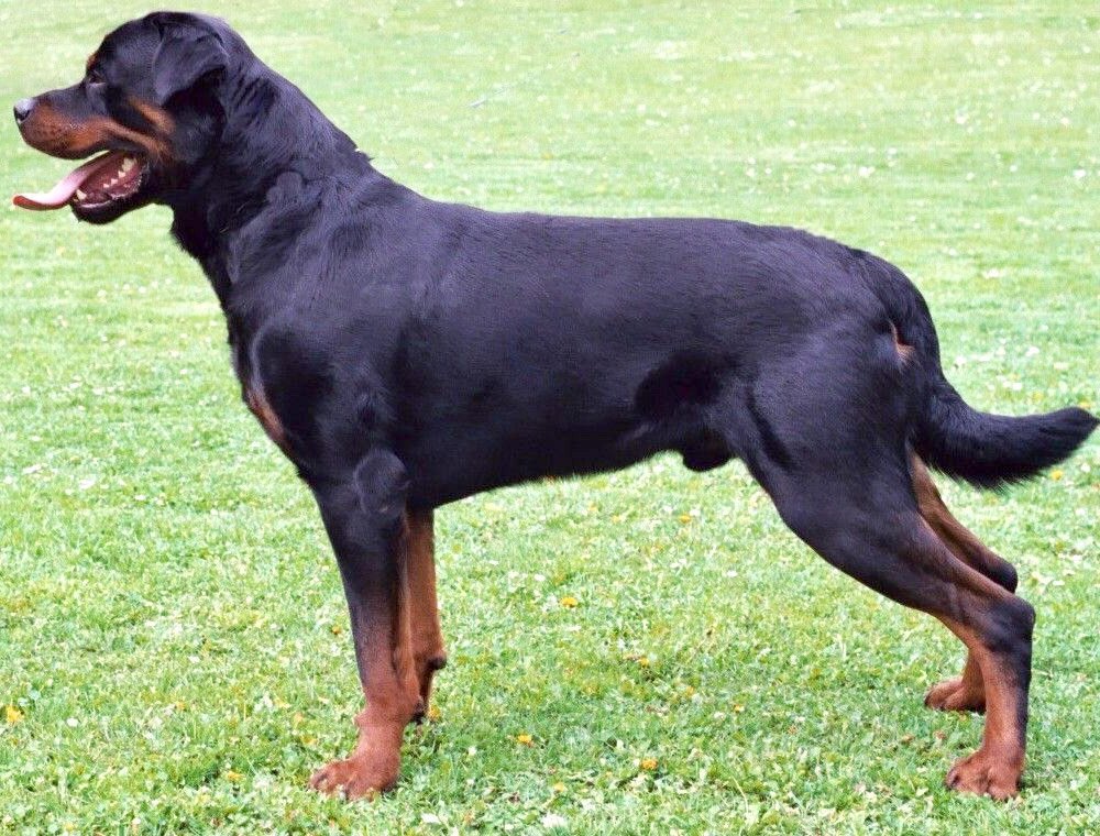 10-of-the-smartest-dog-breeds-in-the-world-7