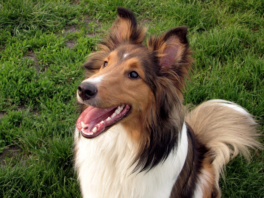 10-of-the-smartest-dog-breeds-in-the-world-8