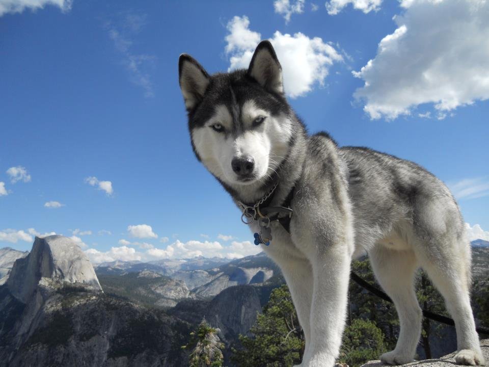 10-of-the-smartest-dog-breeds-in-the-world-9
