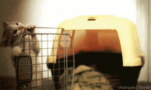 anigif_optimized-27086-1449590275-2