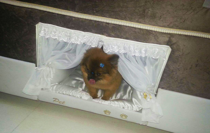 pet-bed-inside-mattress-colchao-inteligente-postural-20