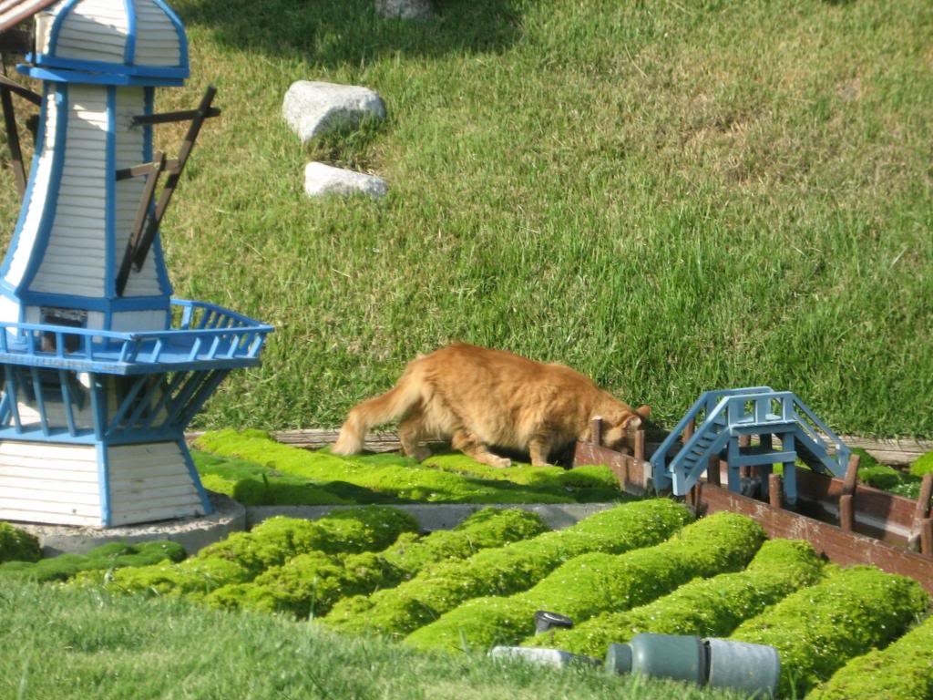 10-facts-you-never-knew-about-cats-1