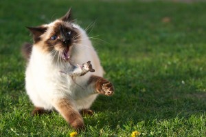10-facts-you-never-knew-about-cats-2