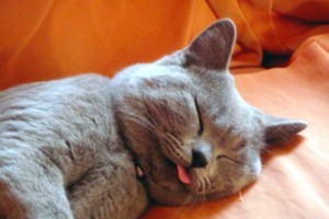 10-facts-you-never-knew-about-cats-8
